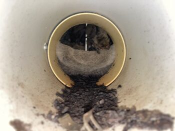 邑南町 スズメバチ駆除 桜江町 コウモリ調査